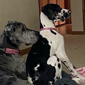 Meet your Posher, Joan